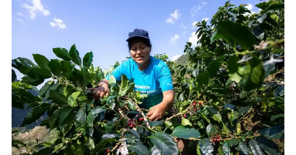 Peru Agricultural Export Boom: Growth, Profits, and the Hidden Trade-Offs