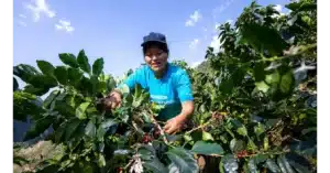 Peru agricultural farmer