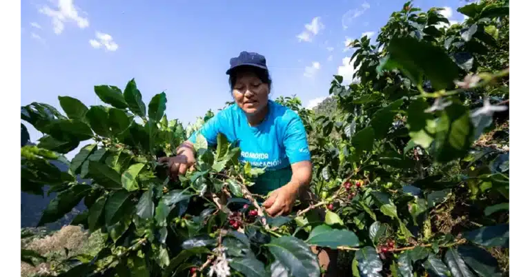 Peru Agricultural Export Boom: Growth, Profits, and the Hidden Trade-Offs